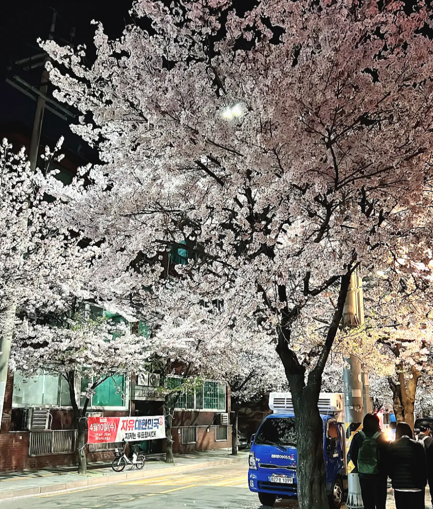망원동 숨겨진 벚꽃 명소1-3