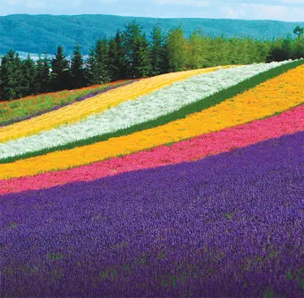 홋카이도 여름 여행코스 4박5일 일정과 맛집 정보 정리_2