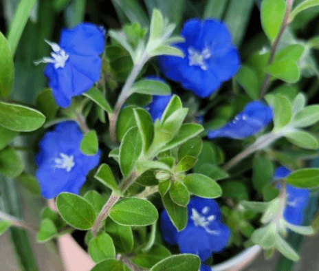 아메리칸 블루 키우기
