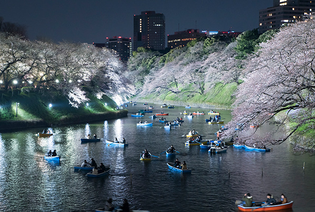 도쿄 벚꽃 명소