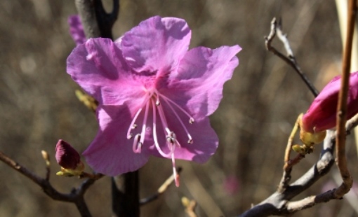2025 군포 철쭉축제 교통 안내