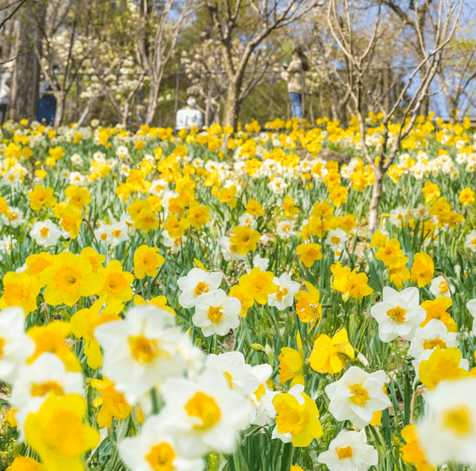 2025 화담숲 벚꽃 예매하기 관련사진