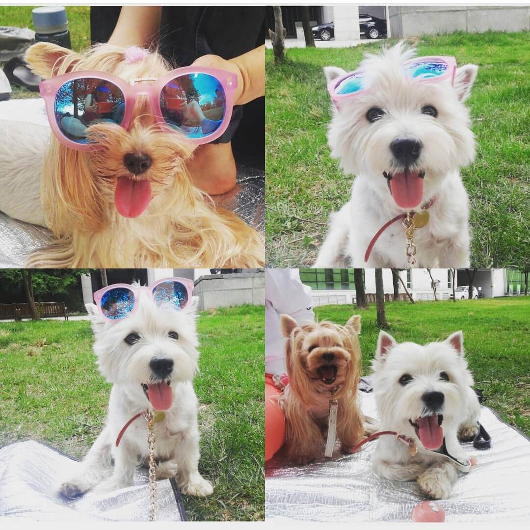 동물 병원