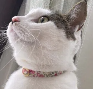 고양이에게 목줄을 채워야 한다? 목줄의 장점과 선택의 포인트