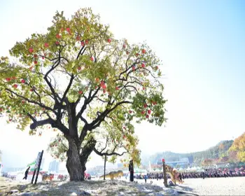 청송 사과축제_23