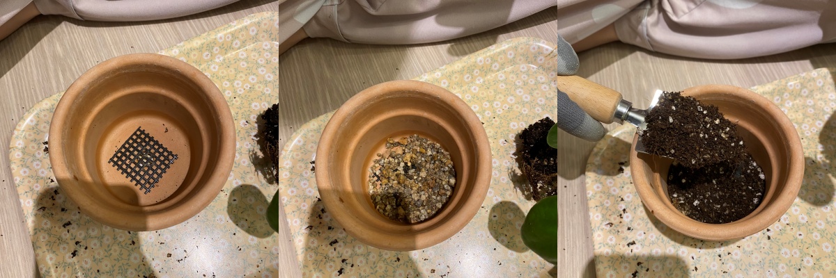 필레아페페 분갈이