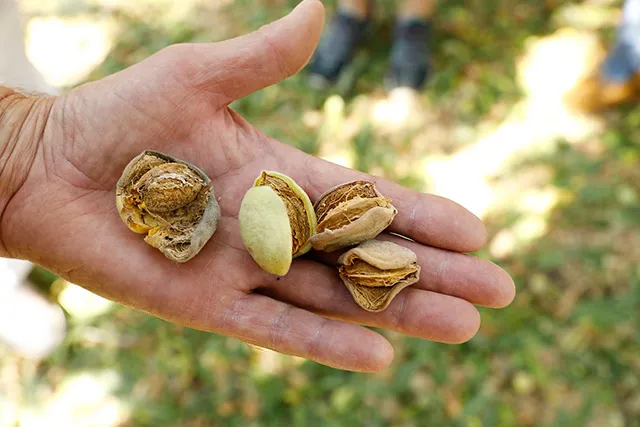 아몬드 재배 개화기 저온 대책 수분수 관리_3