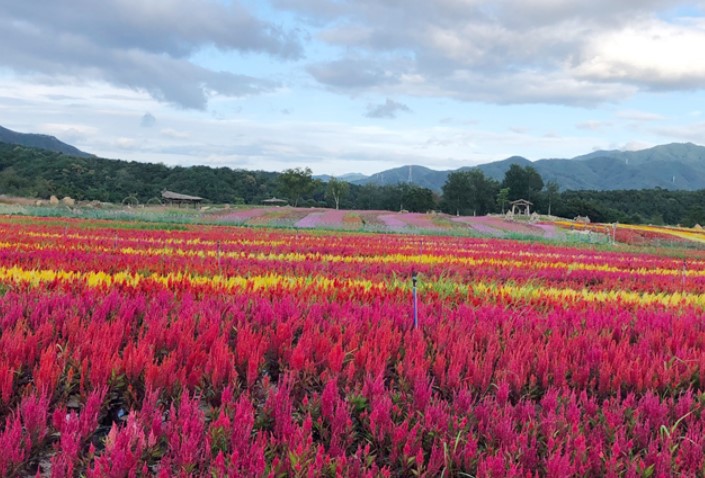 고석정꽃밭