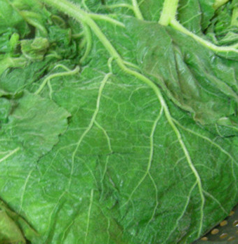 호박잎 효능 부작용 고르는법 칼로리