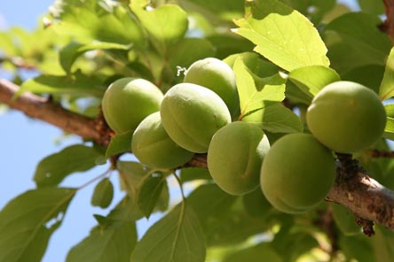 기름진음식-좋은차-매실