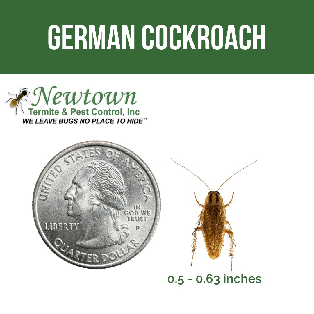 바퀴벌레 종류별 특징 (한국에서 흔한 종)