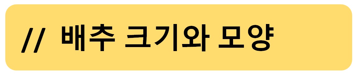 배추의 크기와 모양