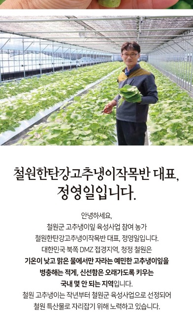 철원-한탕강-고추냉이잎