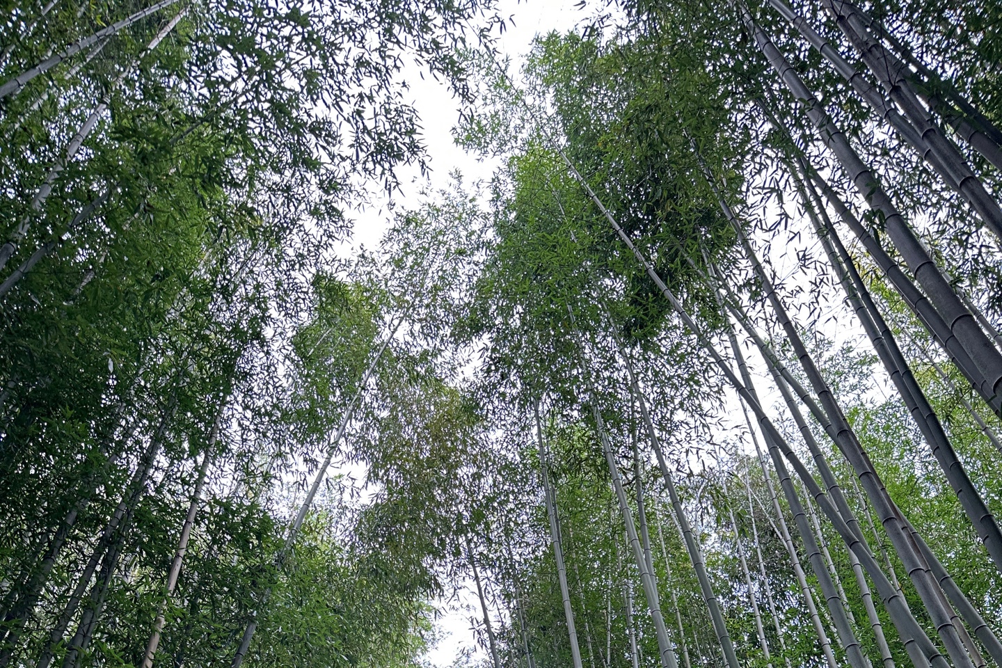 죽녹원