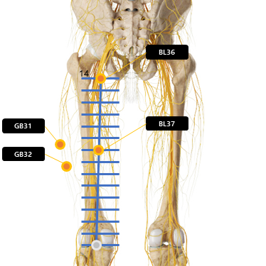 대퇴 넓다리 허벅지 주변 혈자리 요약