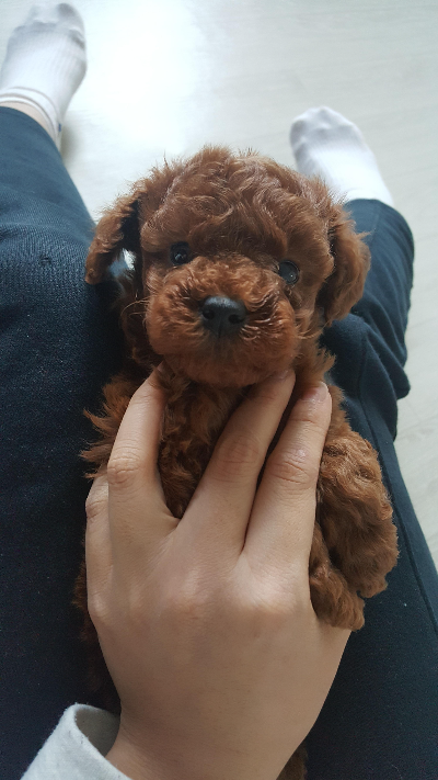 강아지 혼자 집에 있을 때 준비해야 할 것들