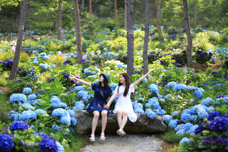 전국 수국축제 정보 2022