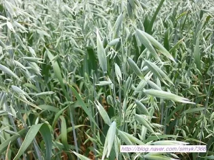 귀리 재배 봄 파종 배수 관리 비료량 조절_9