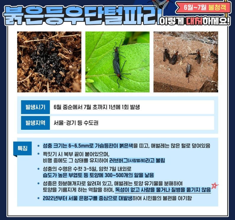 러브버그