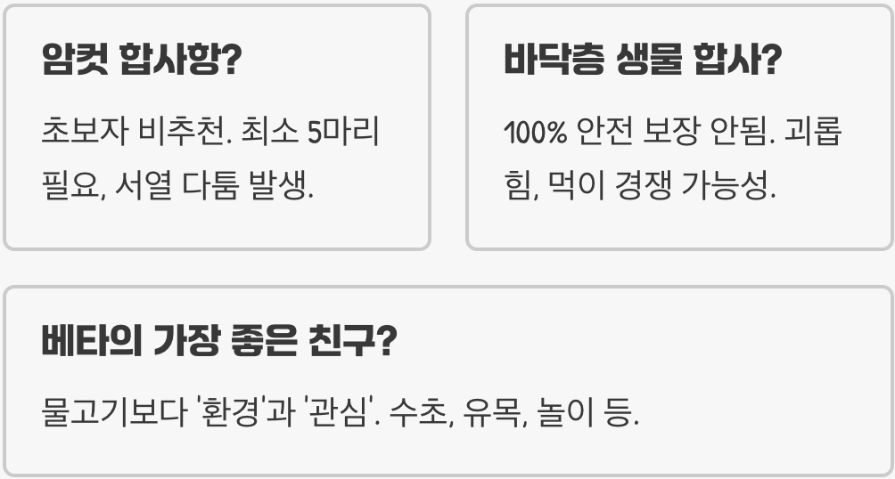 베타물고기, 합사 절대 하면 안 되는 이유 (단독 사육 필수)