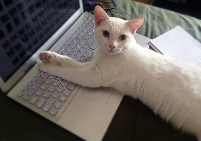 컴퓨터 위에 누워서 이쪽을 보는 고양이