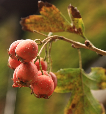 익은 산사나무 열매