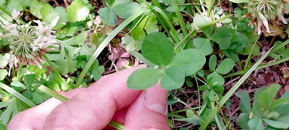 동홍동 아니 서홍동 칠십리공원