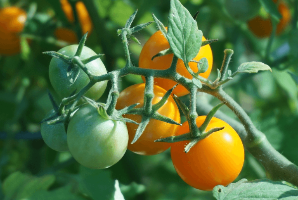 열매식물 재배법, 방울토마토