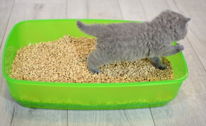 화장실과 고양이.