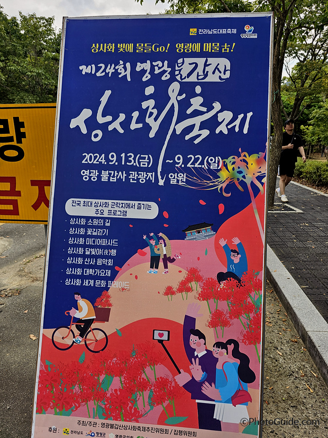 영광군 불갑산 상사화축제 2024