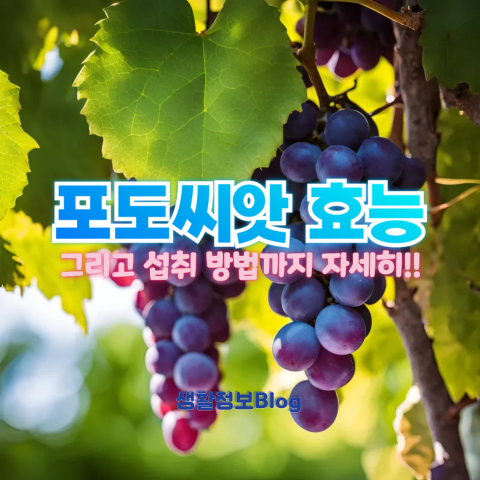 포도씨앗 효능