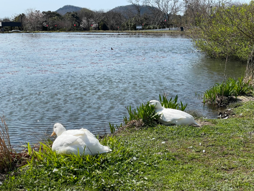대형 연못앞 거위