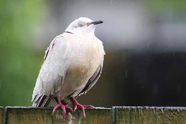 피의사실 공표죄와 언론보도의 경계 기준