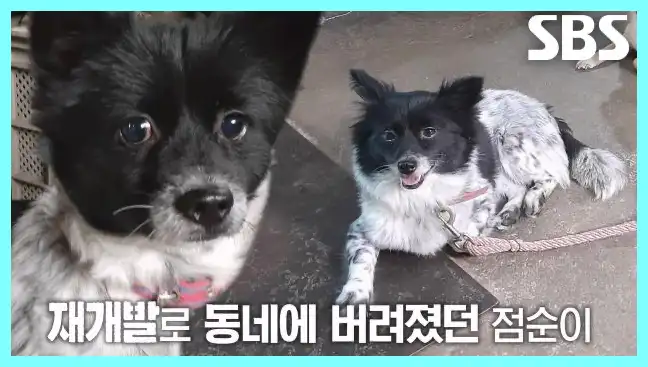 동물농장 재방송 시간 다시보기