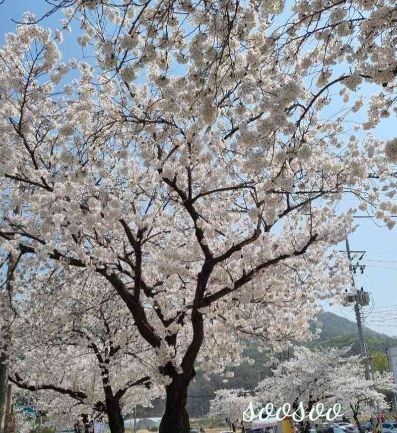 벚꽃축제,벚꽃길/ 벗꽃터널 4월 커플드라이브코스 추천