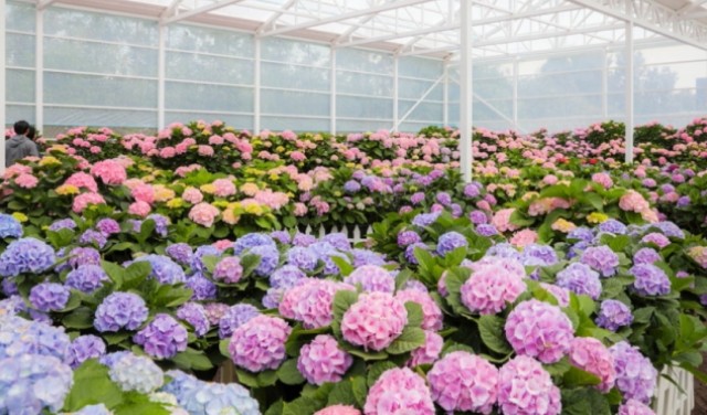 5월 지역축제 및 가족여행지 추천 - 제주 휴애리 봄 수국 축제