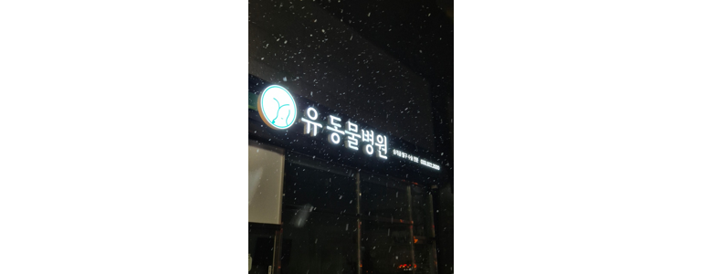 강릉시 동물병원