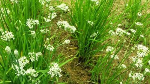 부추꽃-개화-꽃말-부추효능-효과
