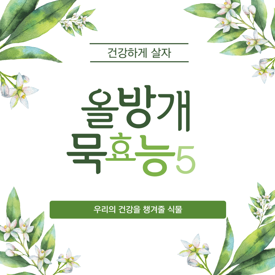 올방개 묵 효능 5가지(내 다이어트 보조 식물, 올방개 묵)