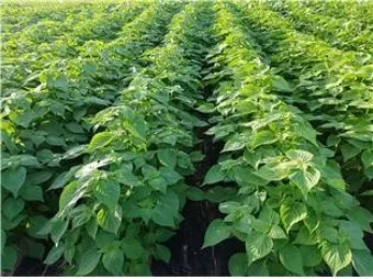 들깨 재배 직파 재배 병충해 관리 질소 과다 주의_3