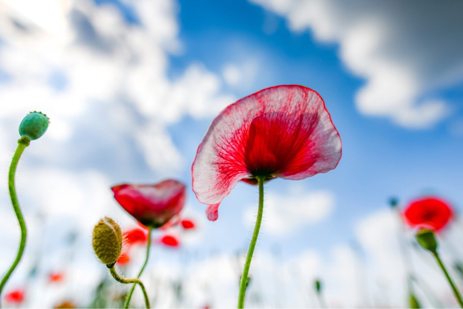 원주 용수골 꽃양귀비 축제