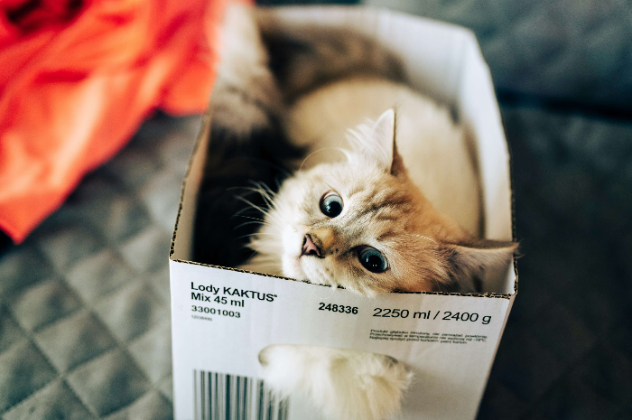 고양이 허피스 바이러스