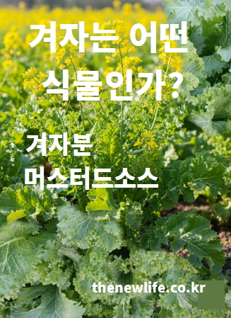 꽃이 핀 겨자 식물의 실제 모습 &ndash; 겨자가 어떤 식물인지 설명하는 데 사용되는 실사 이미지