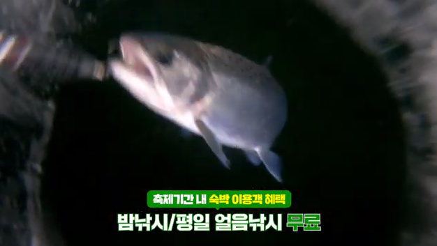 2025얼음나라화천 산천어축제(Hwacheon Sancheoneo Ice festival) 