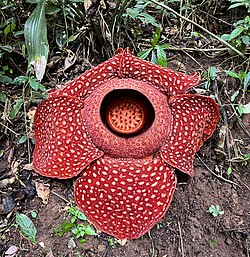 라플레시아 아놀디(Rafflesia arnoldii) 사진