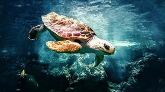 거북이 나오는 꿈 의미 및 상황별 해몽(길몽,태몽)