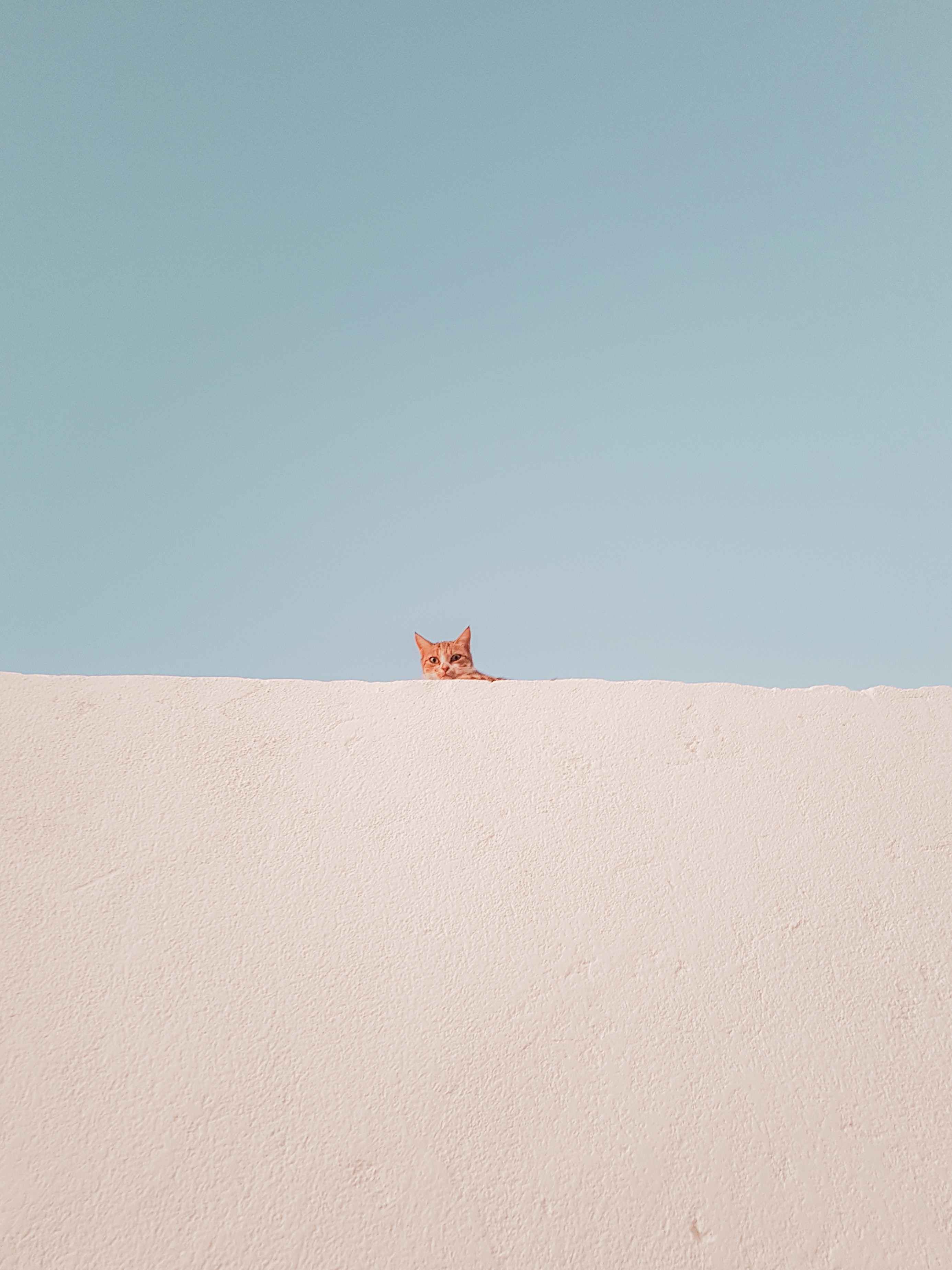고양이 배경