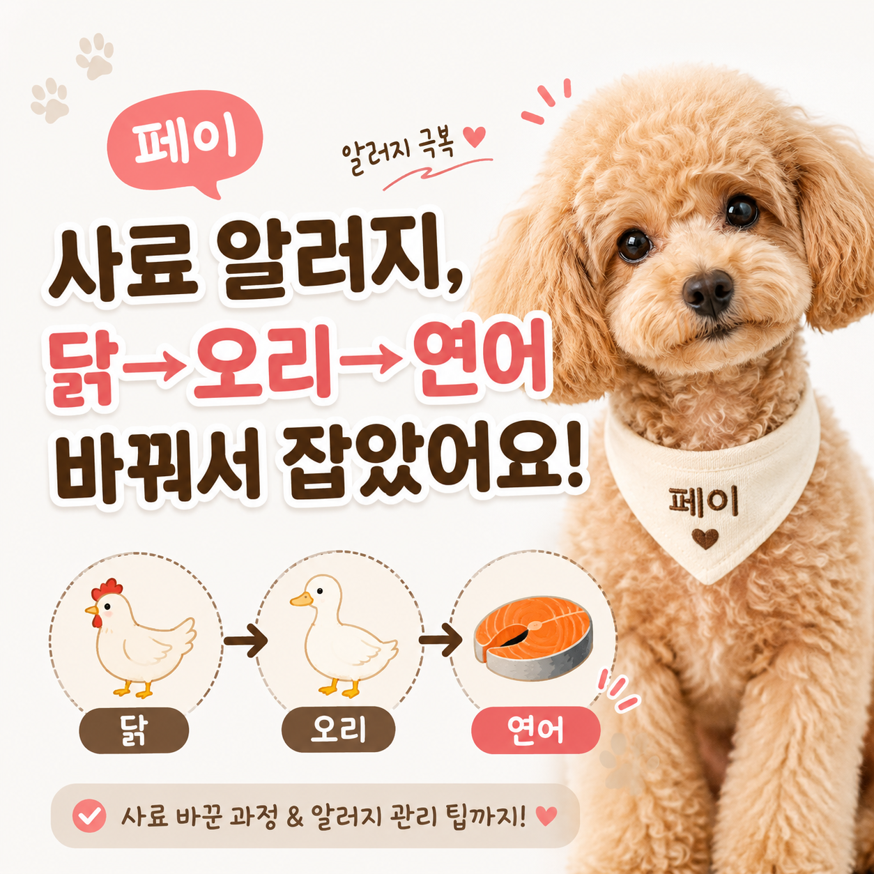 페이 사료 알러지, 닭&rarr;오리&rarr;연어 바꿔서 잡았어요