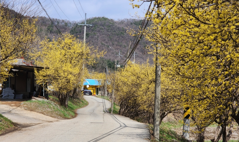양평 산수유마을
