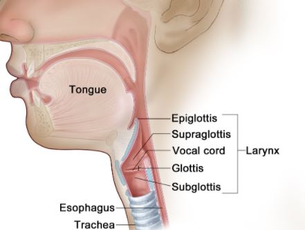 후두암 초기증상